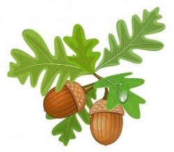 acorns.jpg