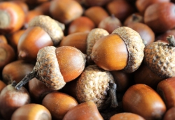 acorns-1013486_1920.jpg
