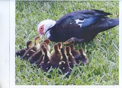 Mamma duck and ducklings 250x181.jpg