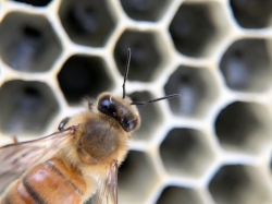 bee-4668171_1920.jpg