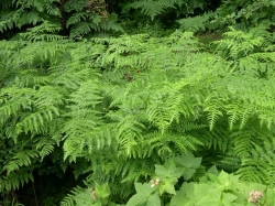 ferns deedee 709.jpg