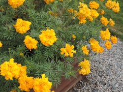 DSCN4227.JPG