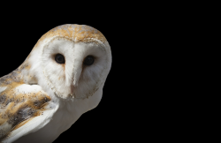 owl.png