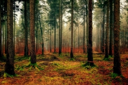 wood-3095720_960_720.jpg