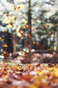 Calm Wallpapers 029.jpg