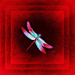 dragon-fly-859045_1280.jpg