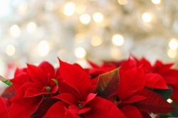 poinsettia-3024434_1920.jpg