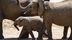 elephants-g59d221ead_1920.jpg