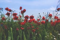 poppies_2.jpg