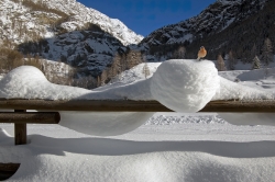 Robin In Snow.jpg