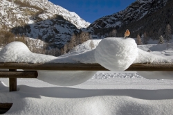 Robin In Snow.jpg