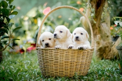 animals-gd5db75072_1920.jpg
