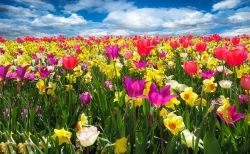 tulips.jpg