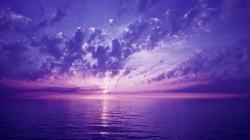 violet-669046_640.jpg