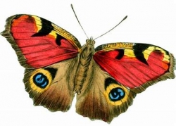 butterfly 1.jpg