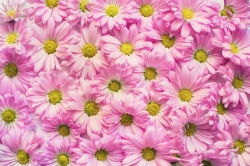 pink-daisies-gb057ffdf8_1920.jpg